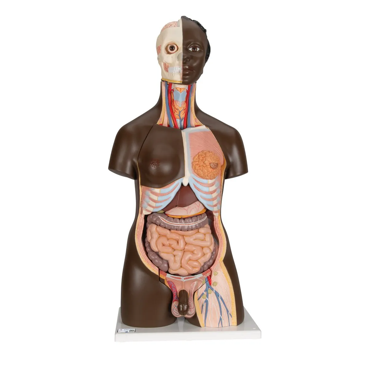 Deluxe Dual Gender African Torso, 24-part