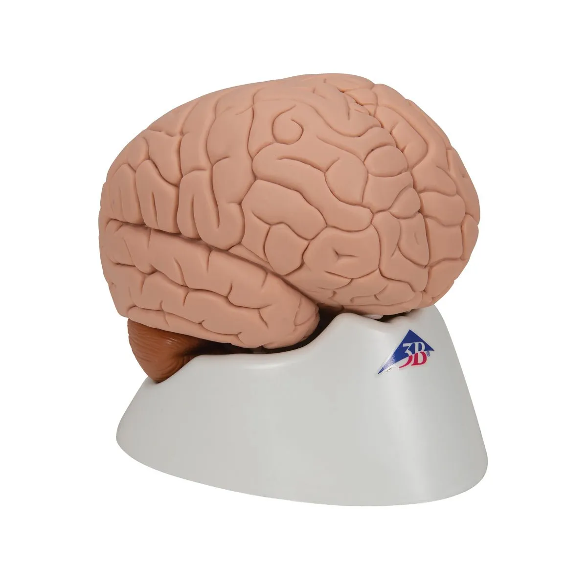 Human Brain Model, 2 parts