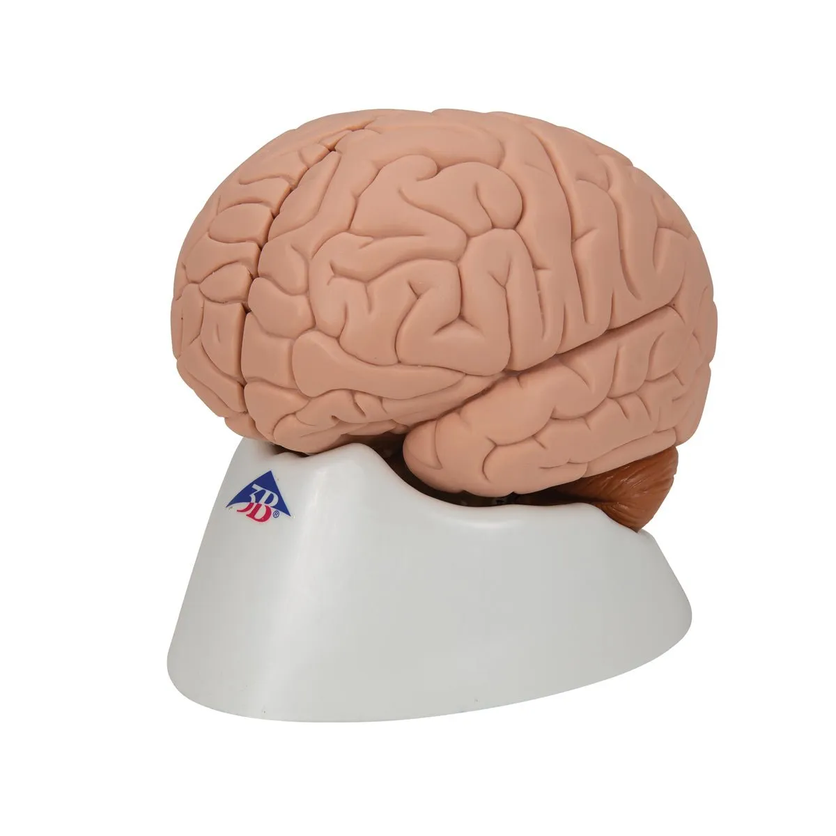 Human Brain Model, 2 parts