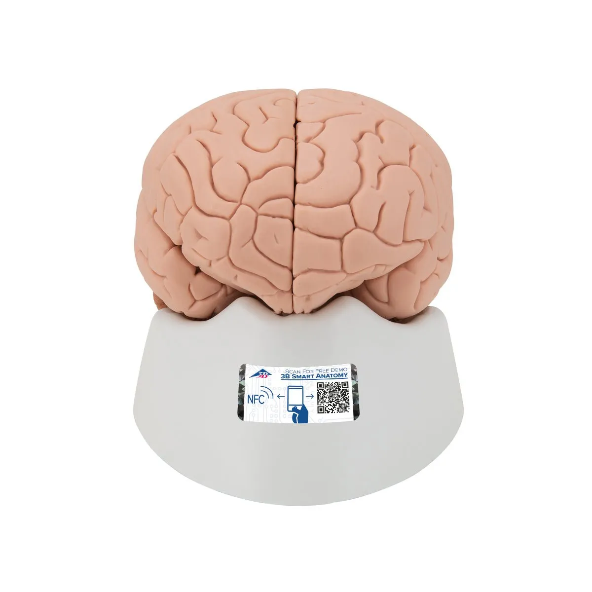 Human Brain Model, 2 parts