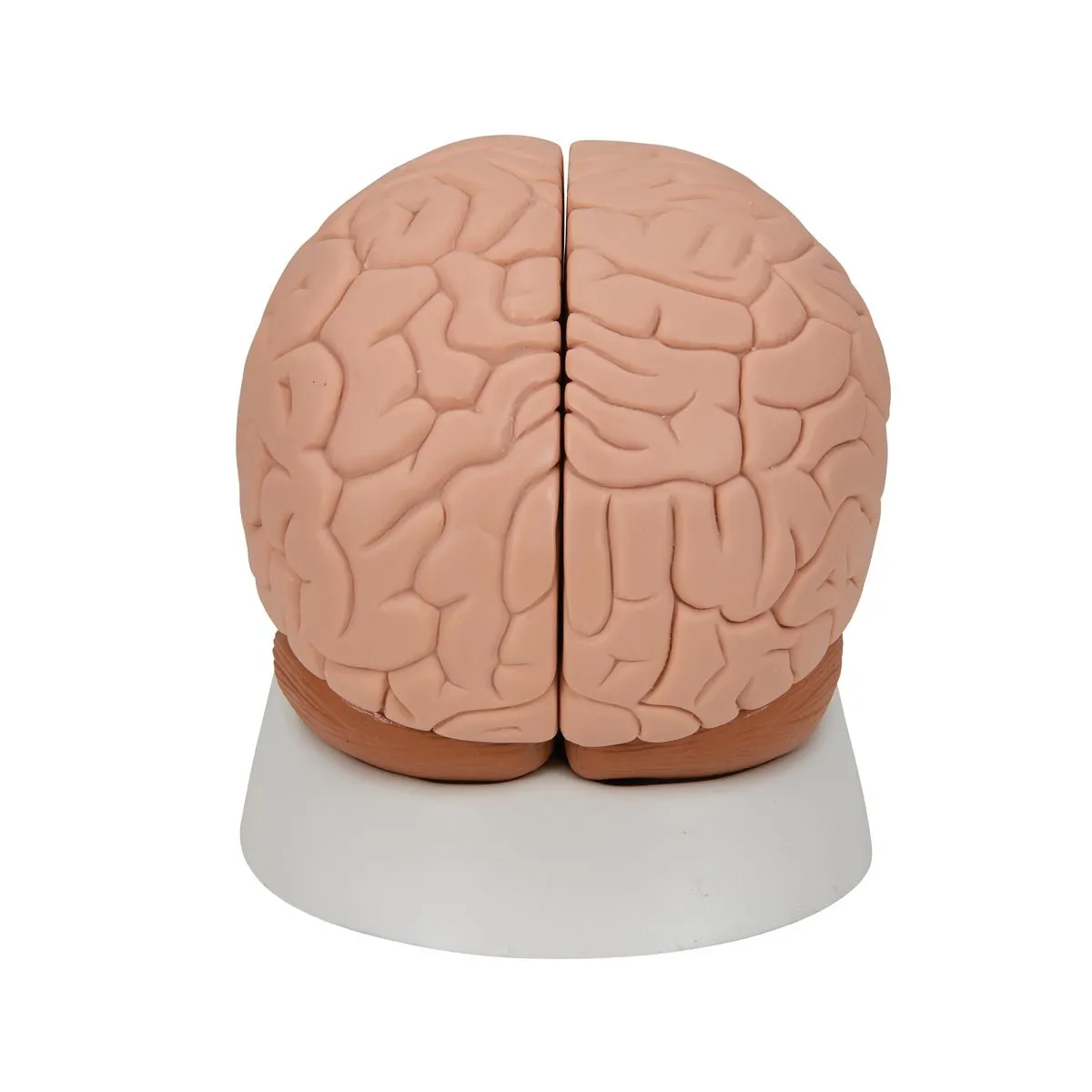 Human Brain Model, 2 parts