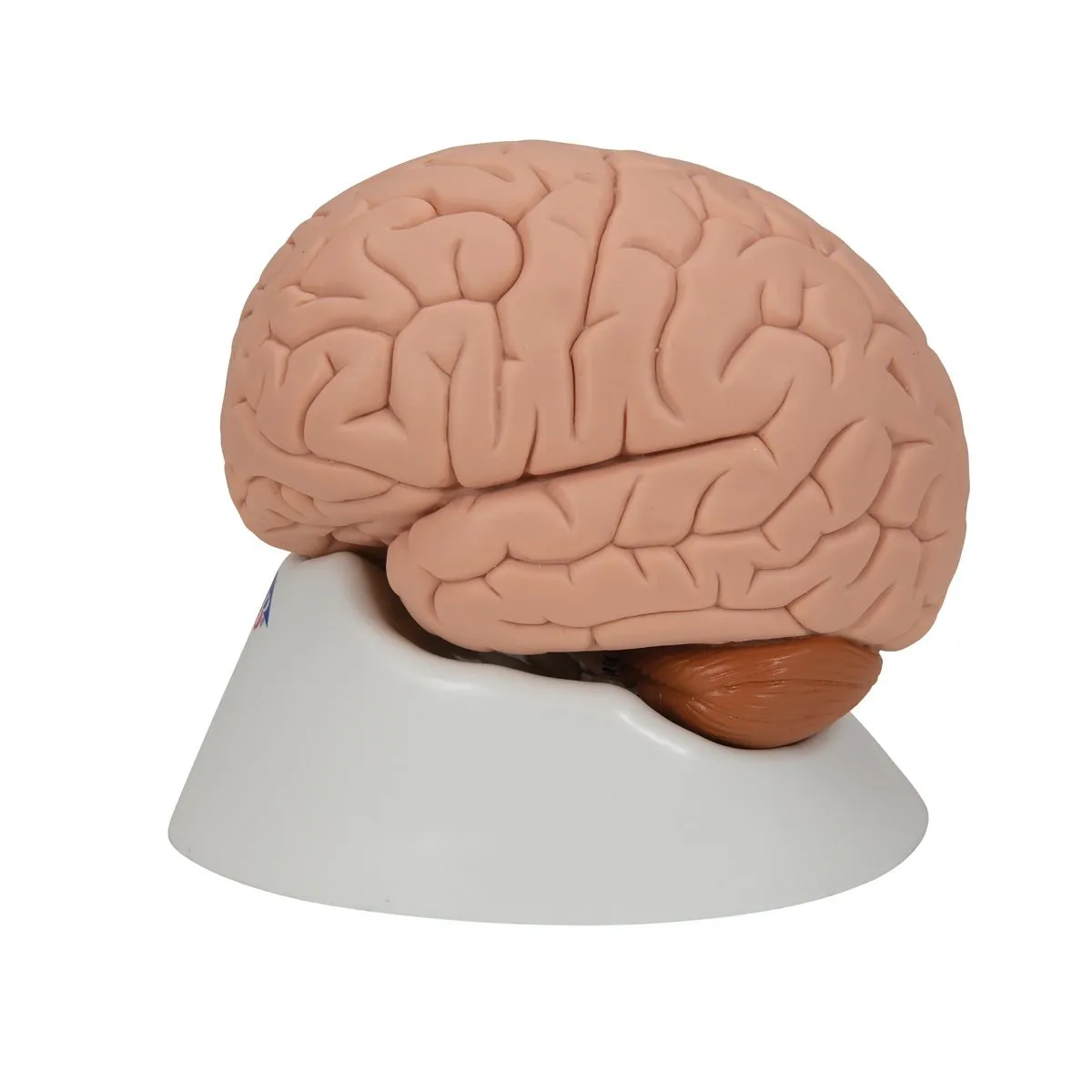 Human Brain Model, 2 parts