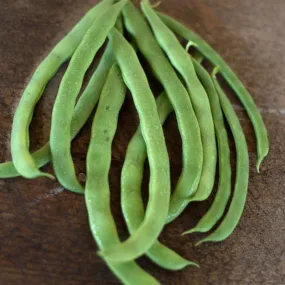 Kentucky Wonder Pole Bean (Heirloom 66 Days)