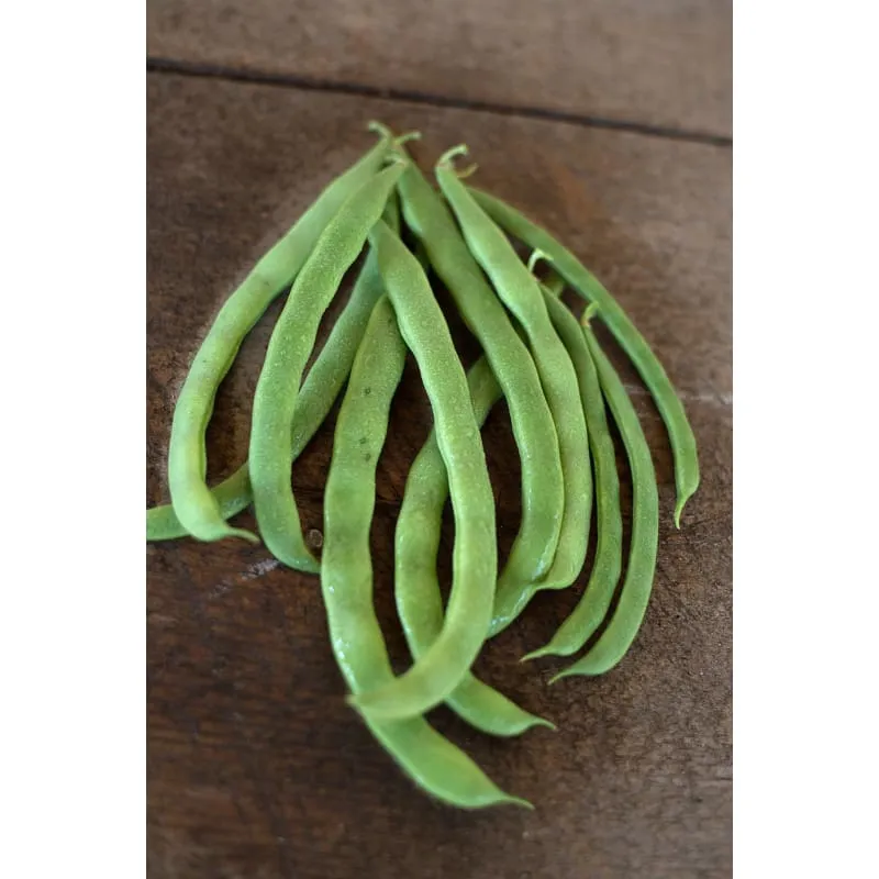 Kentucky Wonder Pole Bean (Heirloom 66 Days)